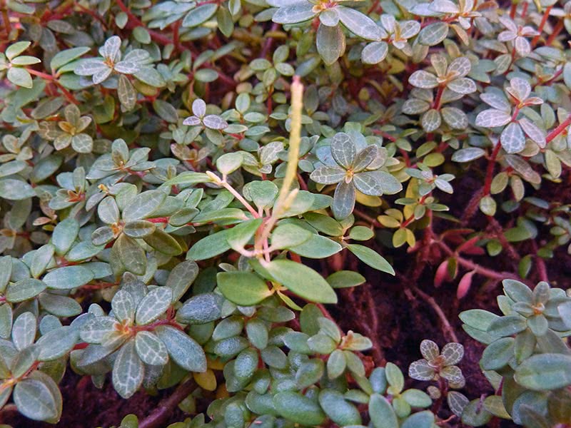 Peperomia rubéola / peperomia avermelhada Peperomia rubéola / peperomia avermelhada