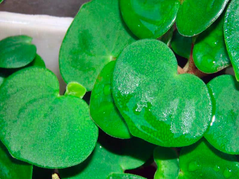 Peperomia serpens / peperomia rastejante Peperomia serpens / peperomia rasteira