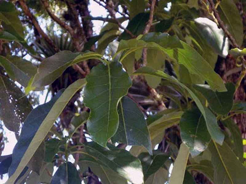 Persea americana / abacate (American Perseus) Persea americana / abacate (American Perseus)