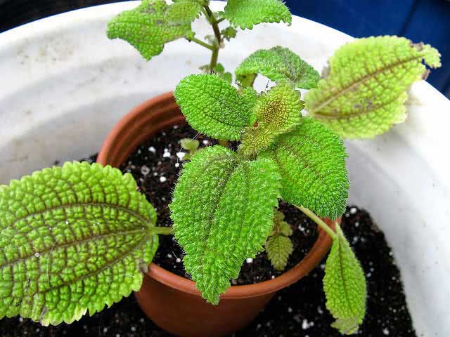 Pilea involucrata / empacotada pilea Pilea involucrata / empacotada pilea