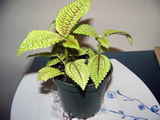 Pilea involucrata / empacotada pilea Pilea involucrata / empacotada pilea