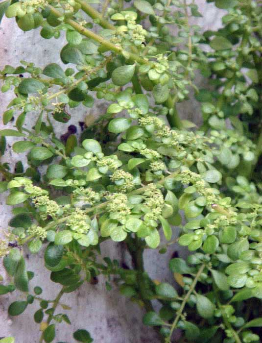 Pilea microphylla / pilea de pequenas folhas Pilea microphylla / serra de folhas pequenas