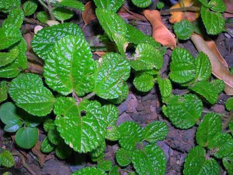 Pilea nummulariifolia / pilea monofilamentar Pilea nummulariifolia / serra monofilamento