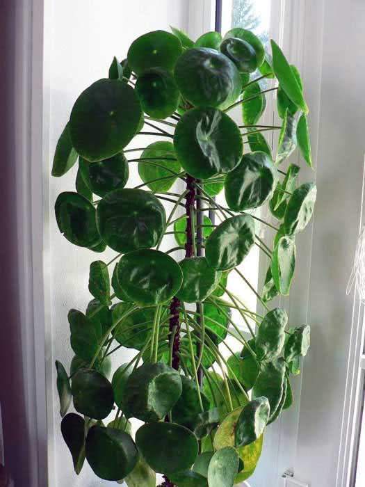Pilea peperomioides / peperomia pilea Pilea peperomioides / peperomia pilea