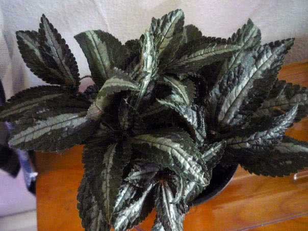 Pilea spruceana / Spruce pileae Pilea spruceana / Spruce pilea