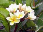 Plumeria