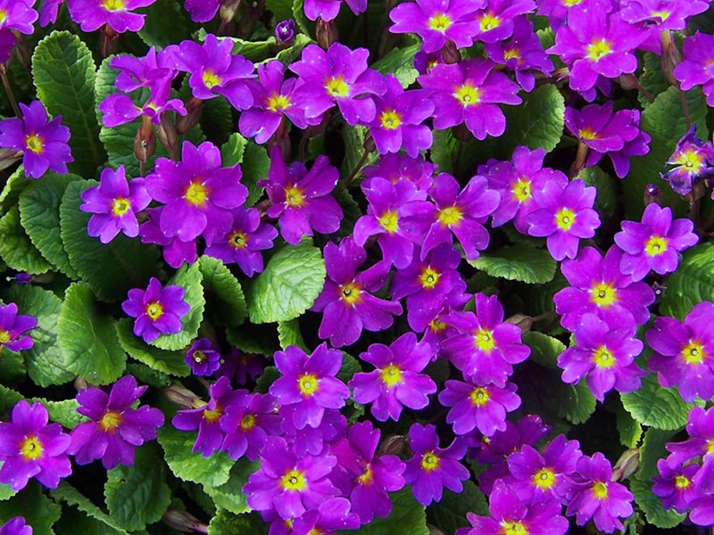 Primula acaulis / prímula sem haste Primula acaulis / prímula sem haste
