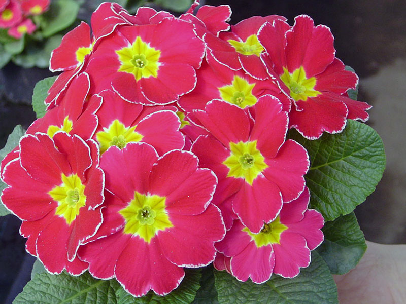 Primula acaulis / prímula sem haste Primula acaulis / prímula sem haste