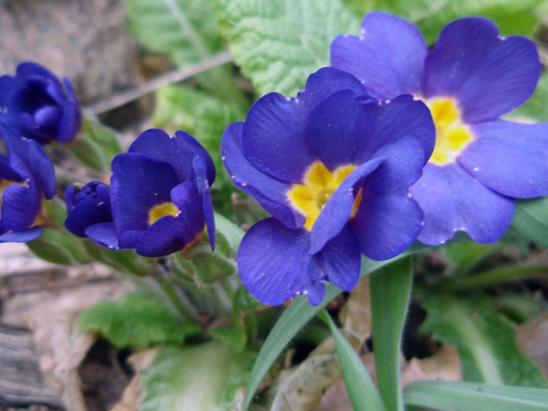 Primula acaulis / prímula sem haste Primula acaulis / prímula sem haste