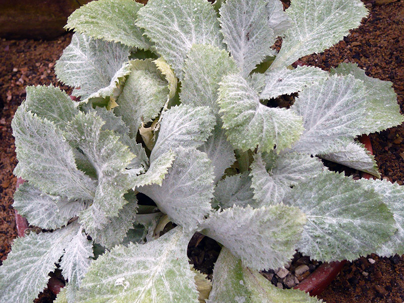 Primula kewensis / Cew primrose Primula kewensis / Kew primrose