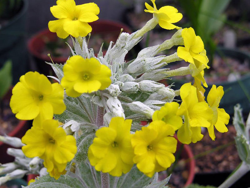 Primula kewensis / Cew primrose Primula kewensis / Kew primrose