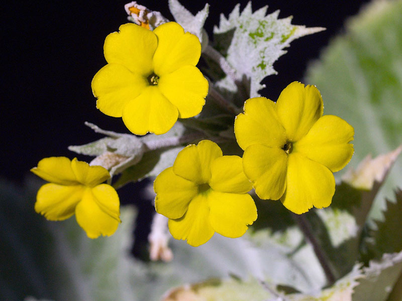Primula kewensis / Cew primrose Primula kewensis / Kew primrose