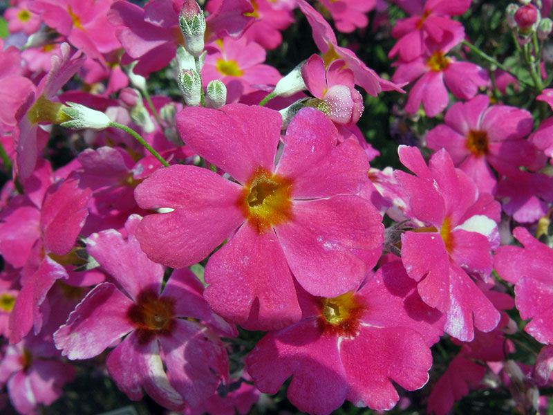 Primula malacoides / prímulas moles (folhas moles) Primula malacoides / prímula mole (folhas moles)