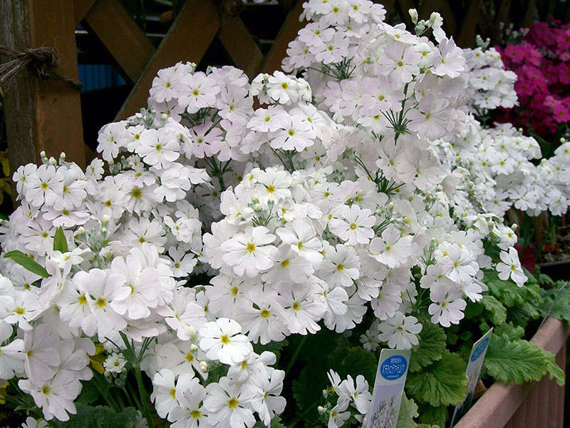 Primula malacoides / prímulas moles (folhas moles) Primula malacoides / prímula mole (folhas moles)