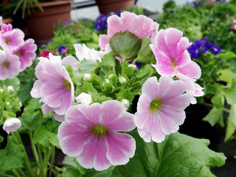 Primula obconica / primrose cônica Primula obconica / prímula cônica reversa