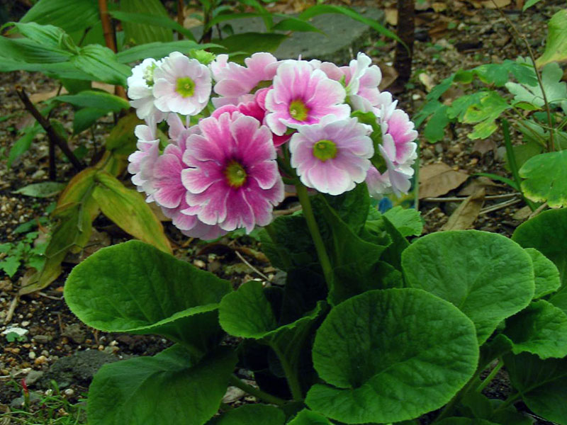 Primula obconica / primrose cônica Primula obconica / prímula cônica reversa