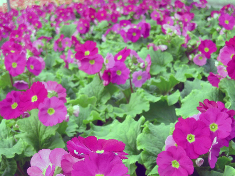Primula obconica / cônica de prímula Primula obconica / prímula cônica reversa