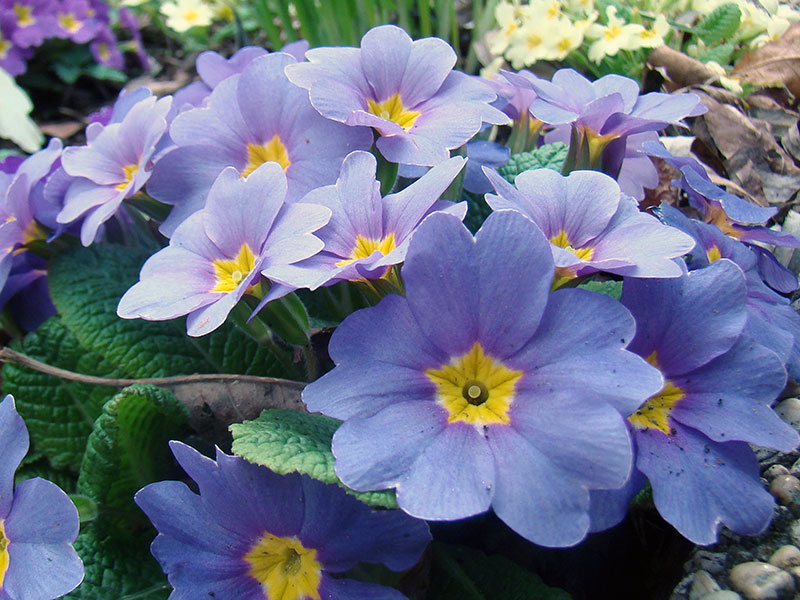 Primula vulgaris / prímula comum Primula vulgaris / prímula comum