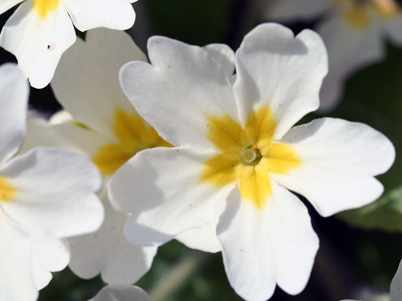 Primula vulgaris / prímula comum Primula vulgaris / prímula comum