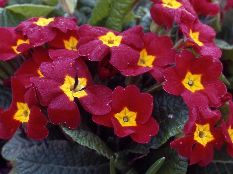 Primula vulgaris / prímula comum Primula vulgaris / prímula comum