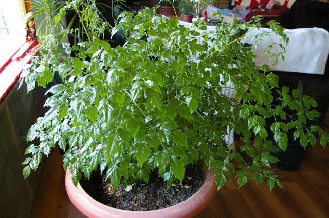Radermachera chinensis (sinica) / Radermachers chineses Radermachera chinensis (sinica) / Radermachera chinesa