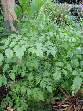 Radermachera chinensis (sinica) / Radermachers chineses Radermachera chinensis (sinica) / Radermachera chinesa