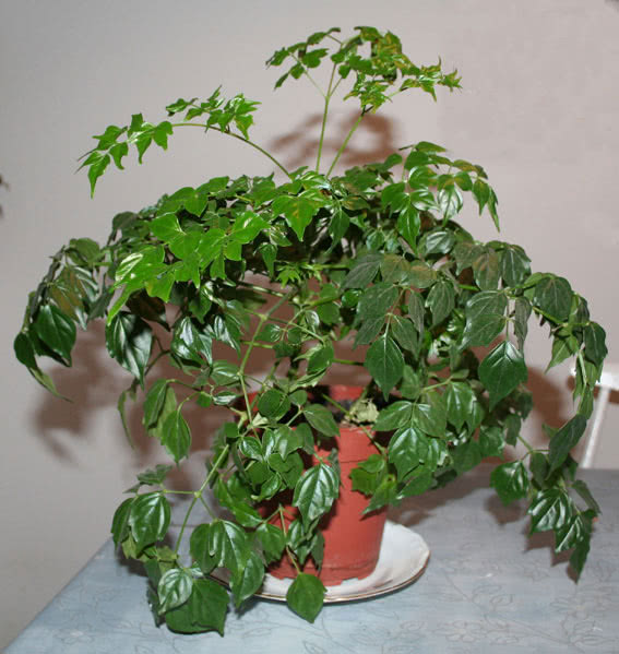 Radermachera chinensis (sinica) / Radermachers chineses Radermachera chinensis (sinica) / Radermachera chinesa