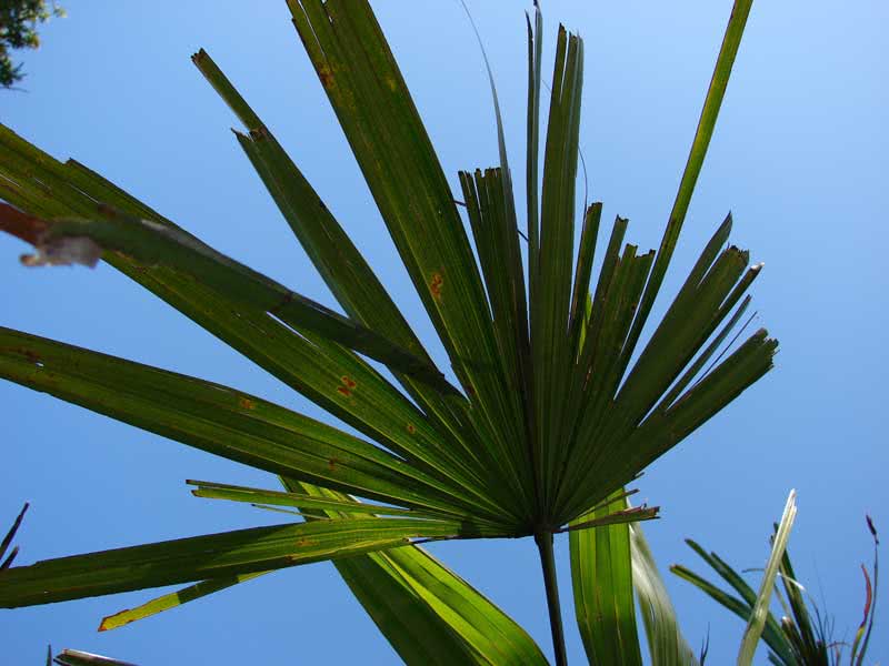 Rhapis excelsa / rapese high Rhapis excelsa / rapese high