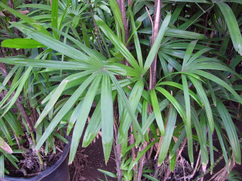 Rhapis excelsa / rapese high Rhapis excelsa / rapese high