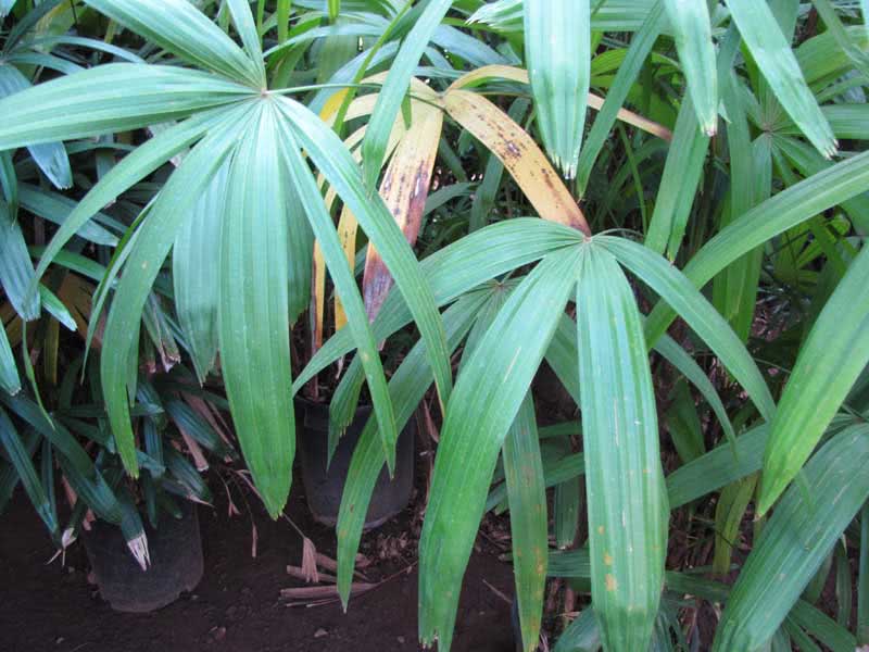 Rhapis excelsa / rapese high Rhapis excelsa / rapese high