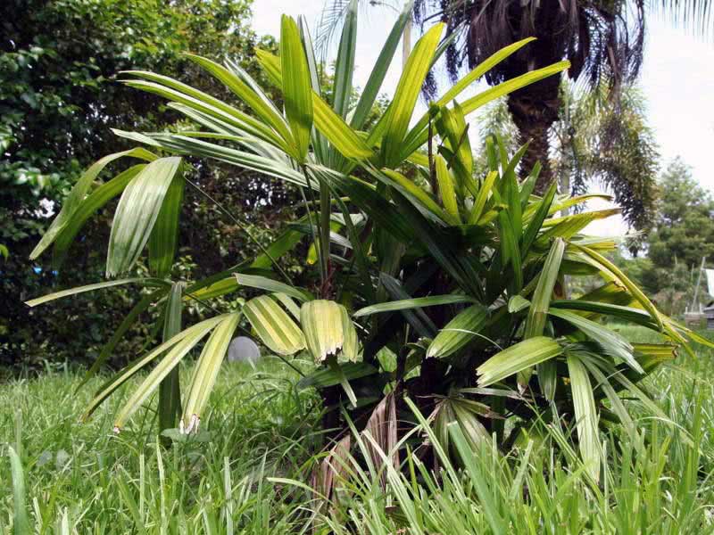 Rhapis excelsa / rapese high Rhapis excelsa / rapese high