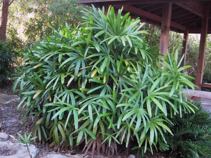Rhapis humilis / colza baixo Rhapis humilis / rapese low