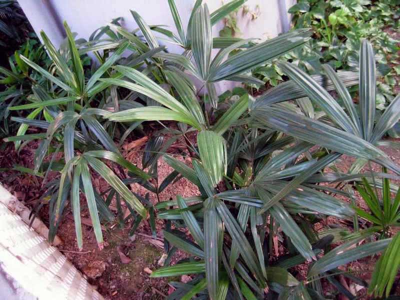 Rhapis humilis / colza baixo Rhapis humilis / rapese low