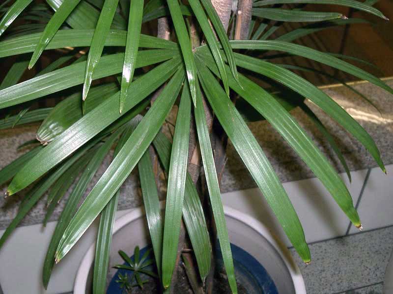 Rhapis humilis / colza baixo Rhapis humilis / rapese low