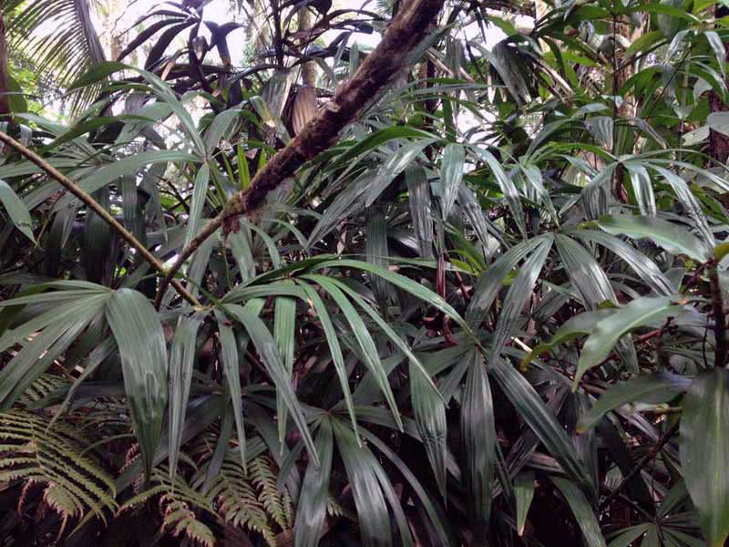 Rhapis humilis / colza baixo Rhapis humilis / rapese low