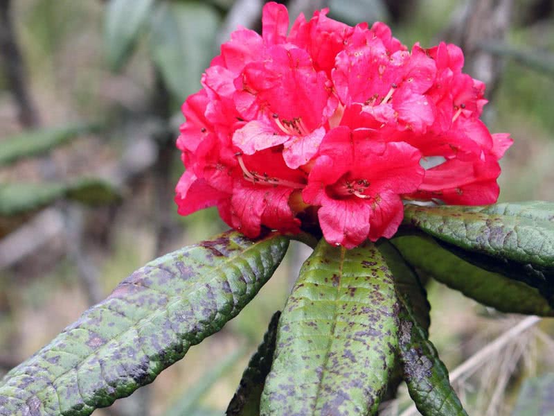 Rhododendron arboreum / Rhododendron arborescent רודודנדרון ארבורום / רודודנדרון עצומי