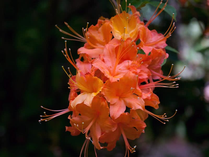 ציפורן החתול רודודנדרון Rhododendron calendulaceum / ציפורני חתול רודודנדרון