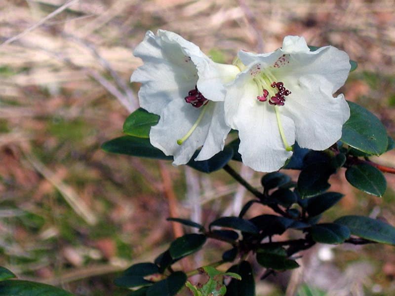 Rhododendron mucronatum / rhododendron runcing