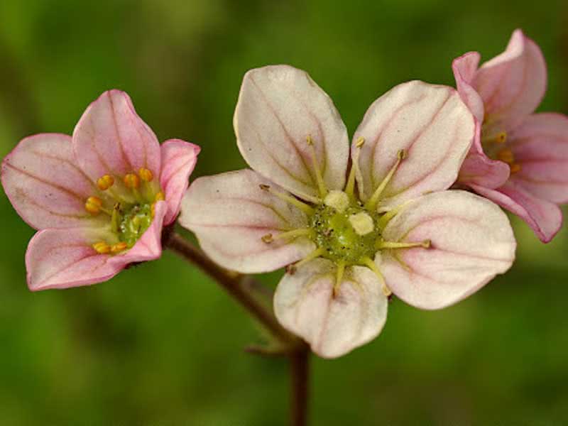 Saxifraga arendsii / saxifrage de Arends Saxifraga arendsii / saxifrage de Arends