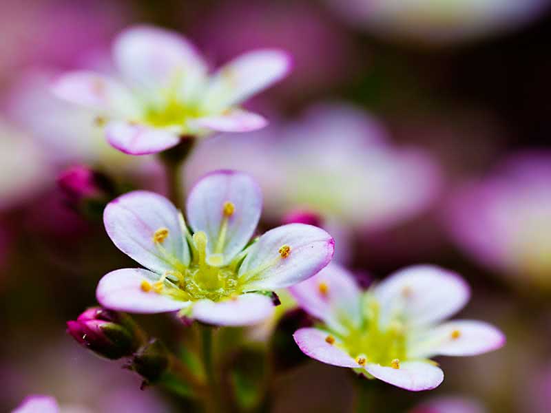 Saxifraga arendsii / saxifrage de Arends Saxifraga arendsii / saxifrage de Arends