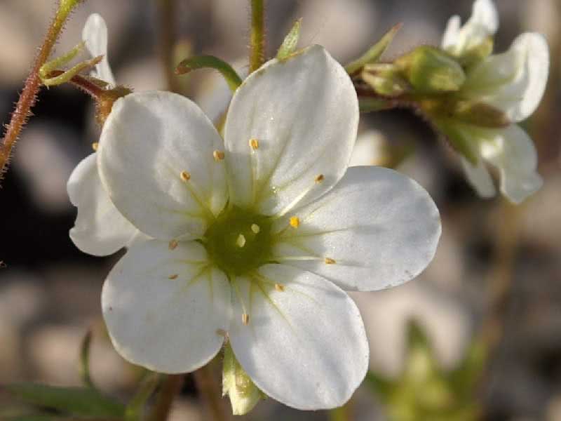 Saxifraga arendsii / saxifrage de Arends Saxifraga arendsii / saxifrage de Arends