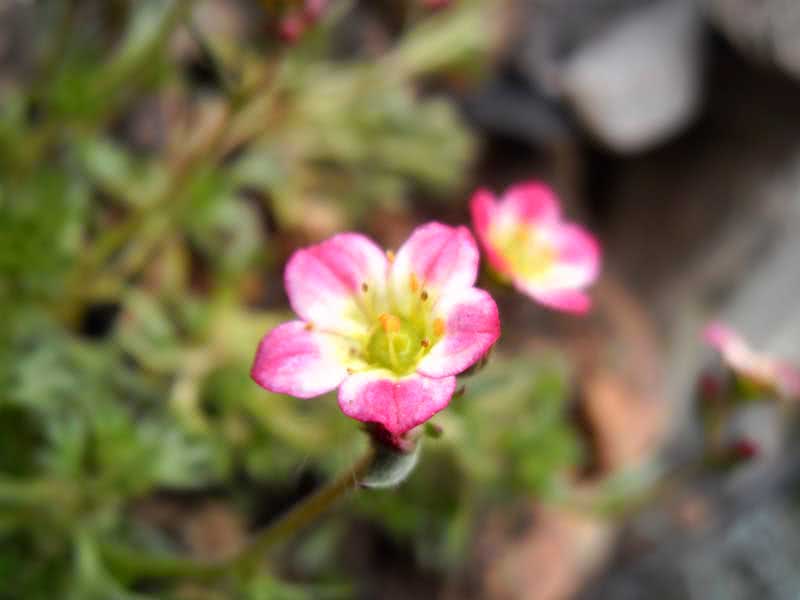 Saxifraga arendsii / saxifrage de Arends Saxifraga arendsii / saxifrage de Arends