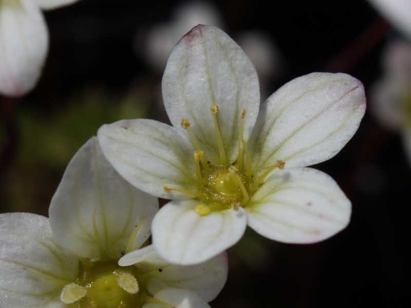 Saxifraga arendsii / saxifrage de Arends Saxifraga arendsii / saxifrage de Arends