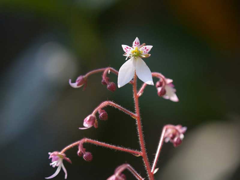 Saxifraga stolonifera / saxifrage entrançado Saxifraga stolonifera / saxifrage trançado