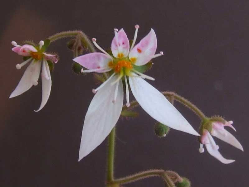 Saxifraga stolonifera / saxifrage trançado Saxifraga stolonifera / saxifrage trançado