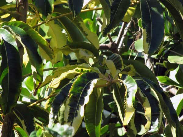 Schefflera actinophylla / cheflera עלה כוכבים Schefflera actinophylla / sheflera קורן (כוכב עלים)