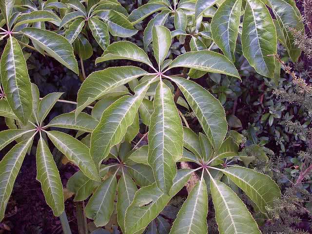 Schefflera digitata / chefflers אצבעות (שמונה עלים) Schefflera digitata / shefflera אצבע (שמונה עלים)