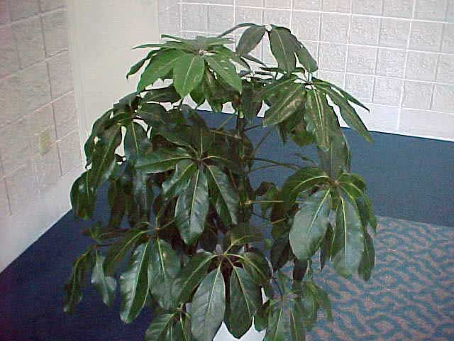 שפפלרה דיגיטאטה / שף-אצבעות (שמונה עלים) Schefflera digitata / אצבע שפלרה (שמונה עלים)