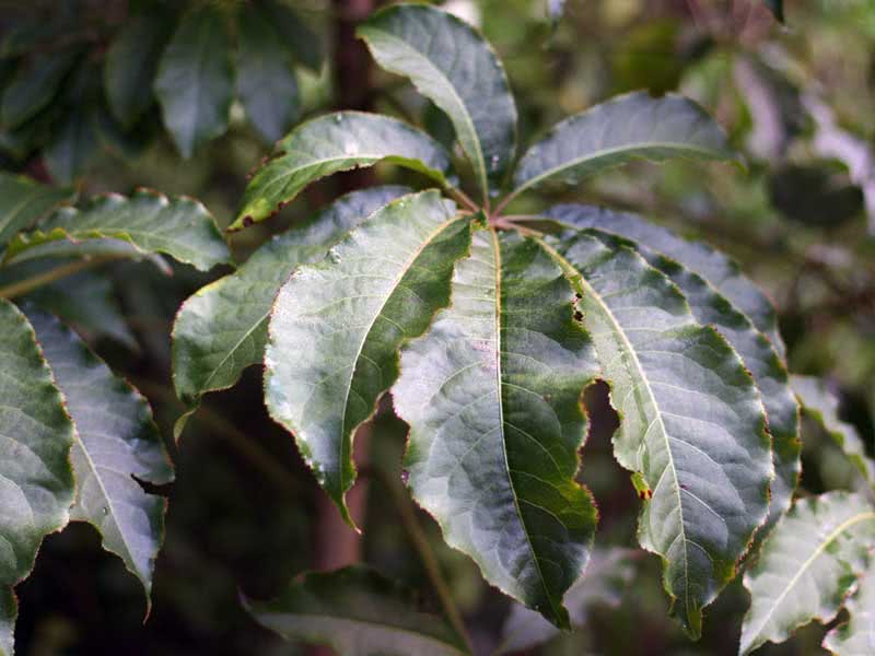 שפפלרה דיגיטאטה / שף-אצבעות (שמונה עלים) Schefflera digitata / shefflera אצבע (שמונה עלים)