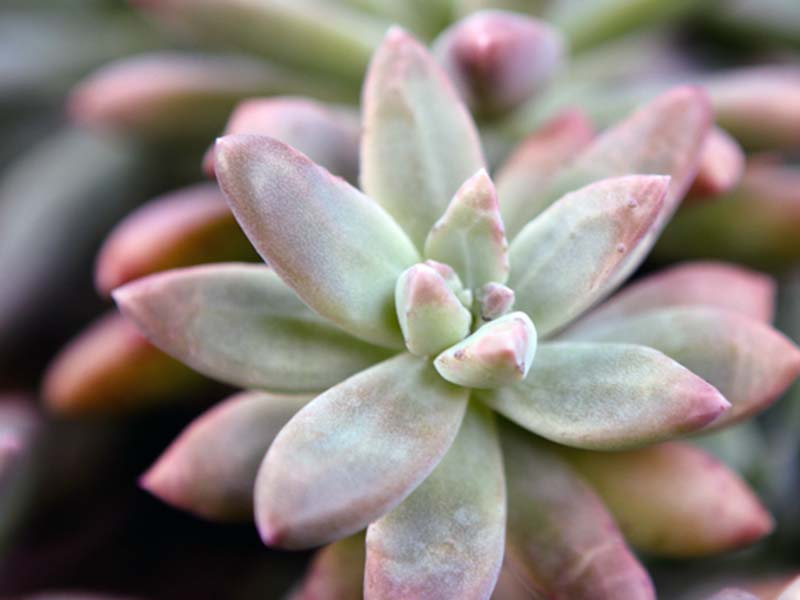 Sedum adolphii / Adolphus sedum Sedum adolphii / Adolphus sedum